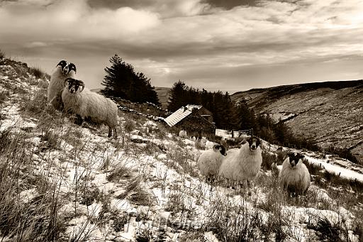 glenaan sheep 2849 mono.jpg